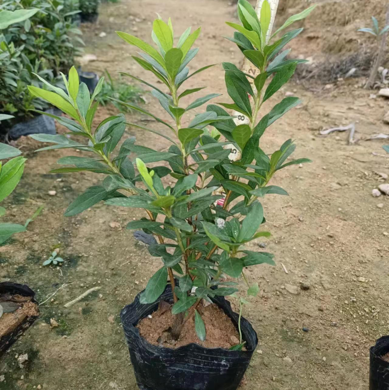毛肚娟