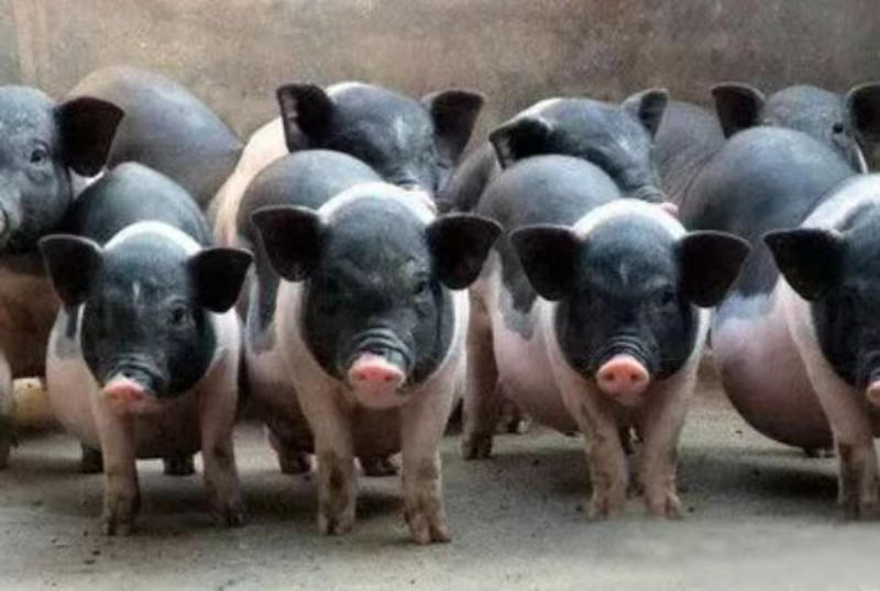 广西淘汰陆川母猪，大猪，中猪品质保证诚信经营欢迎联系