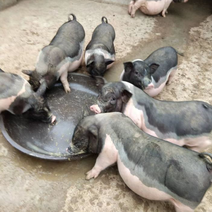 广西淘汰陆川母猪，大猪，中猪品质保证诚信经营欢迎