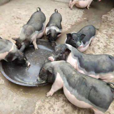 广西淘汰陆川母猪，大猪，中猪品质保证诚信经营欢迎联系