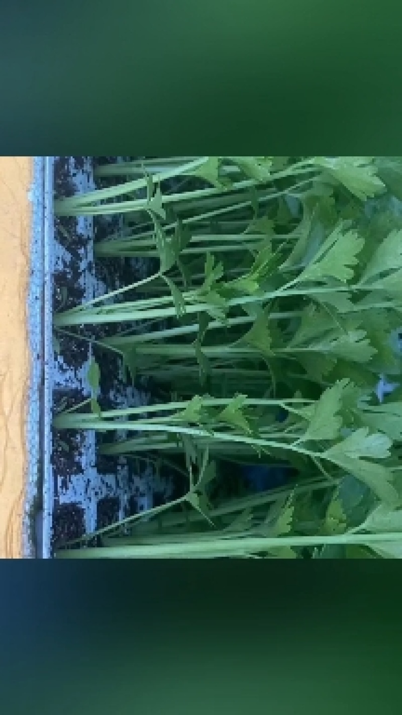 各种各样的蔬菜苗，品种齐全，质量保证带土发货，