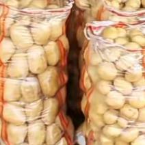 土豆黄心土豆荷兰十五大丰十v6v7长期合作长期有货