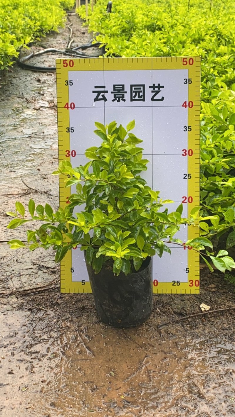 黄素梅，黄金叶杯
