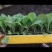 各种各样的蔬菜苗，品种齐全，质量保证带土发货，