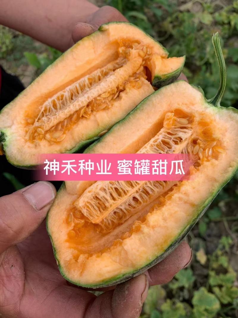 蜜罐薄皮甜瓜种子红道边冰糖子甜瓜种子果肉红色甜脆