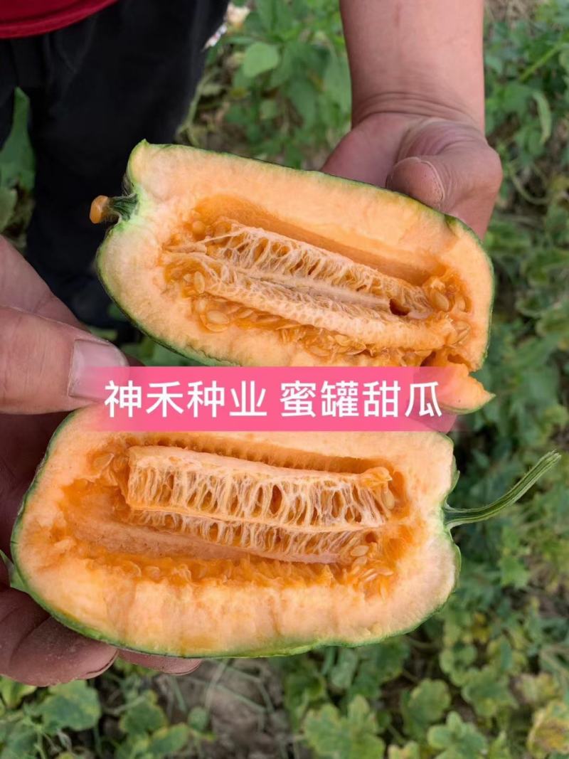 蜜罐薄皮甜瓜种子红道边冰糖子甜瓜种子果肉红色甜脆