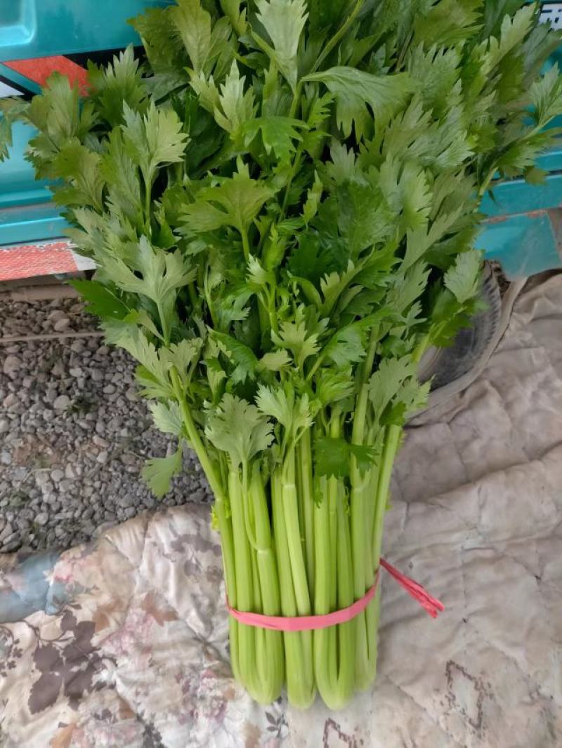 芹菜