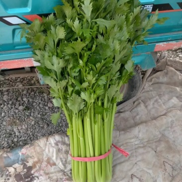 芹菜