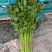 芹菜