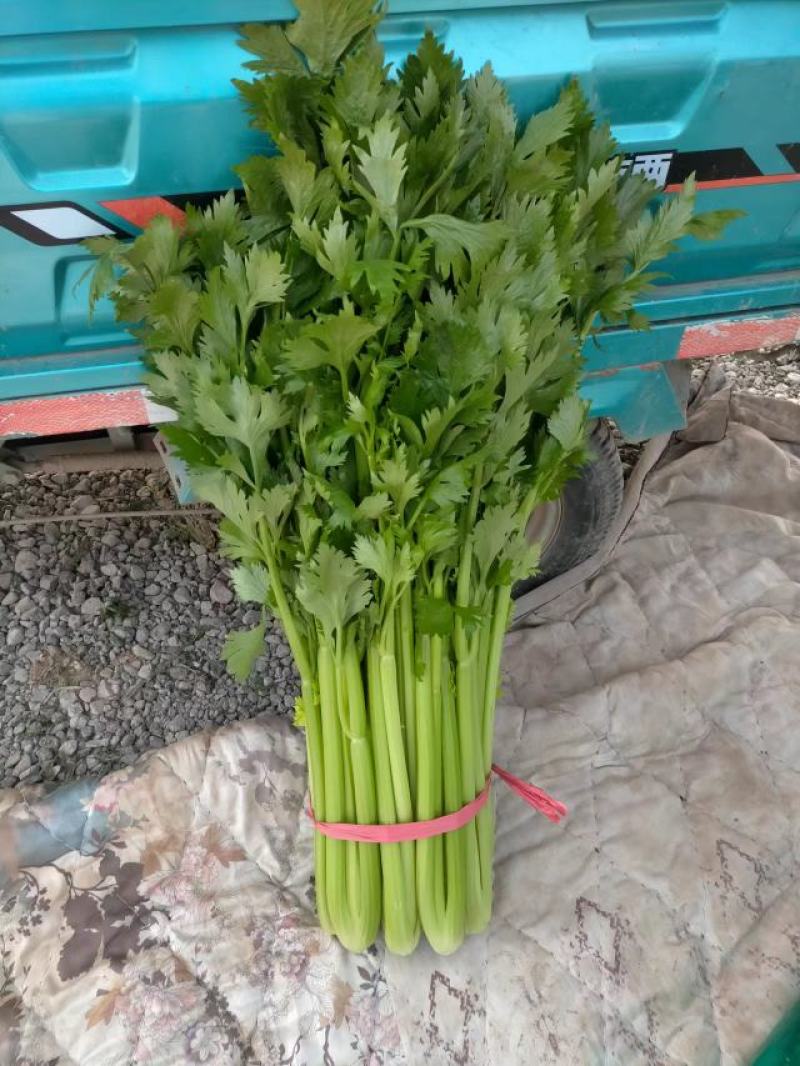芹菜