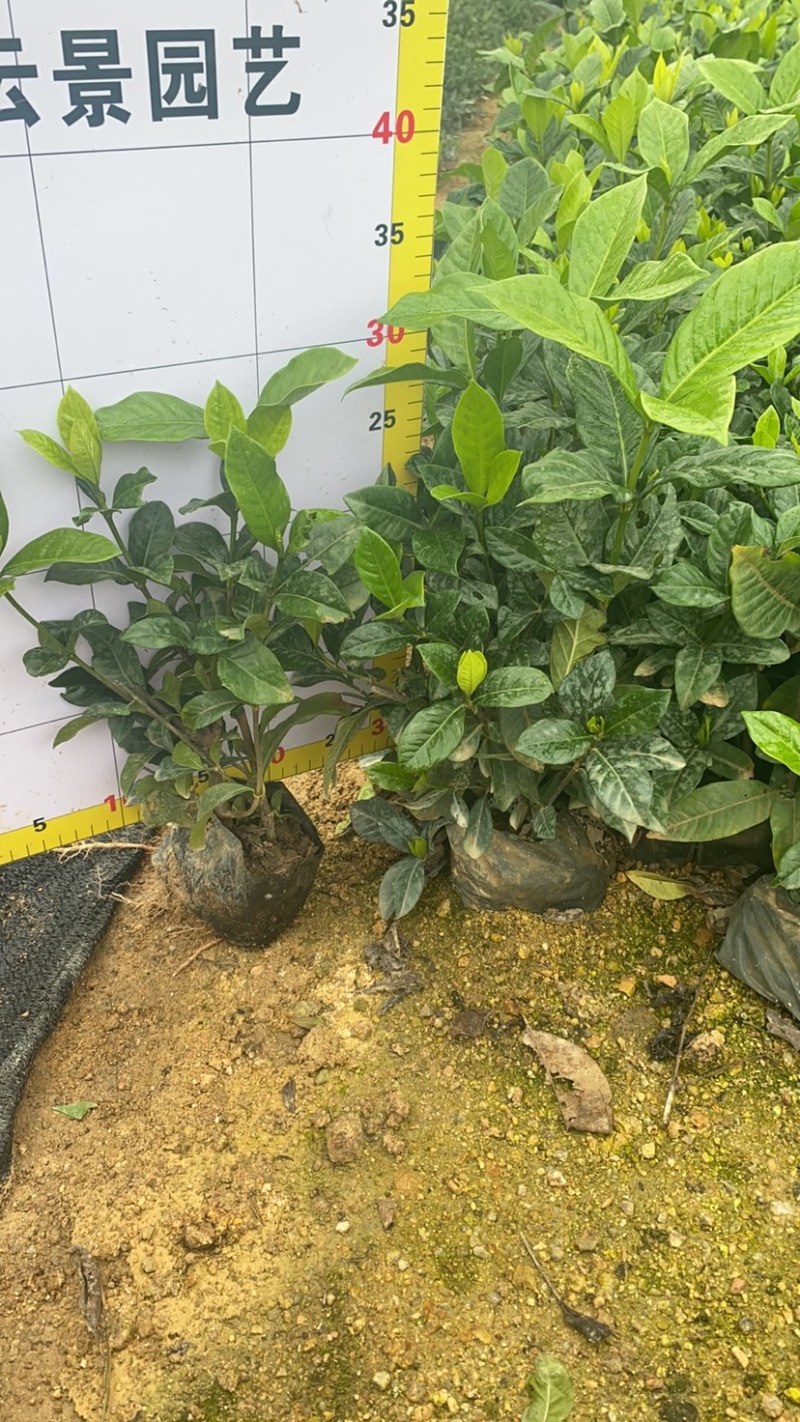 中叶栀子和大叶栀子