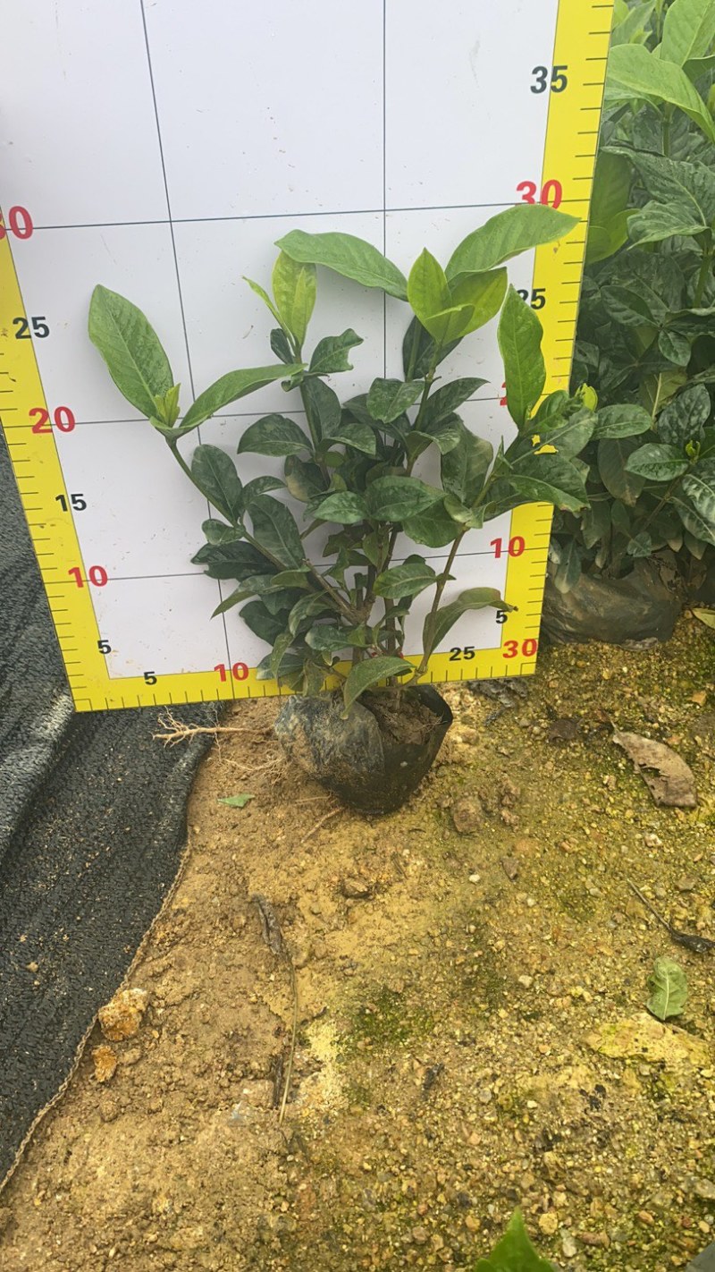 中叶栀子和大叶栀子