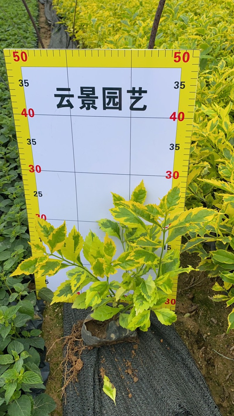 金边假连翘大袋苗现货
