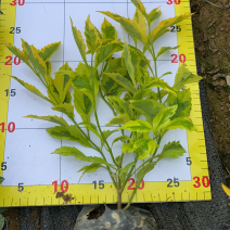 金边假连翘大袋苗现货