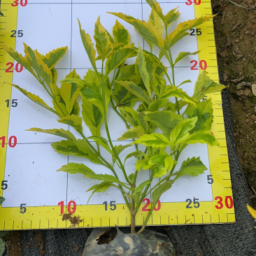 金边假连翘大袋苗现货
