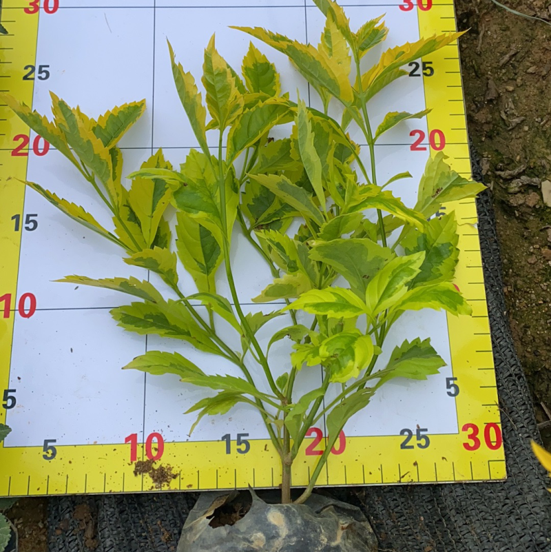金边假连翘大袋苗现货