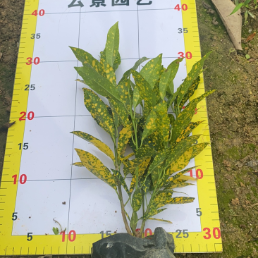 海南洒金珊瑚袋苗现货