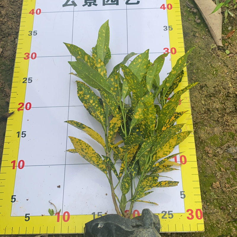 海南洒金珊瑚袋苗现货