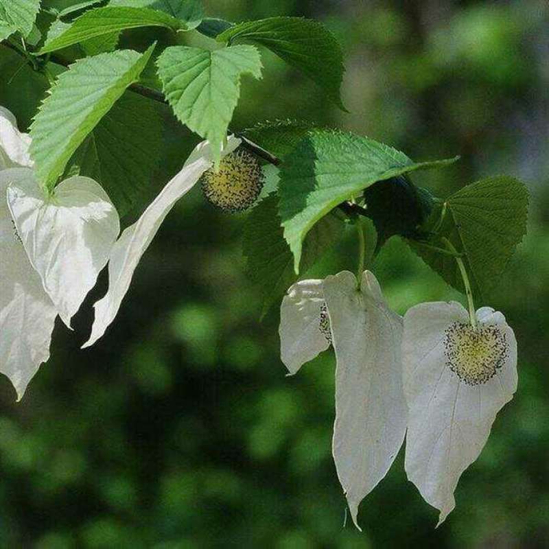 新品当年林木种子珙桐种子水梨子种子鸽子树鸽子花珍贵树种子