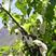 新品当年林木种子珙桐种子水梨子种子鸽子树鸽子花珍贵树种子