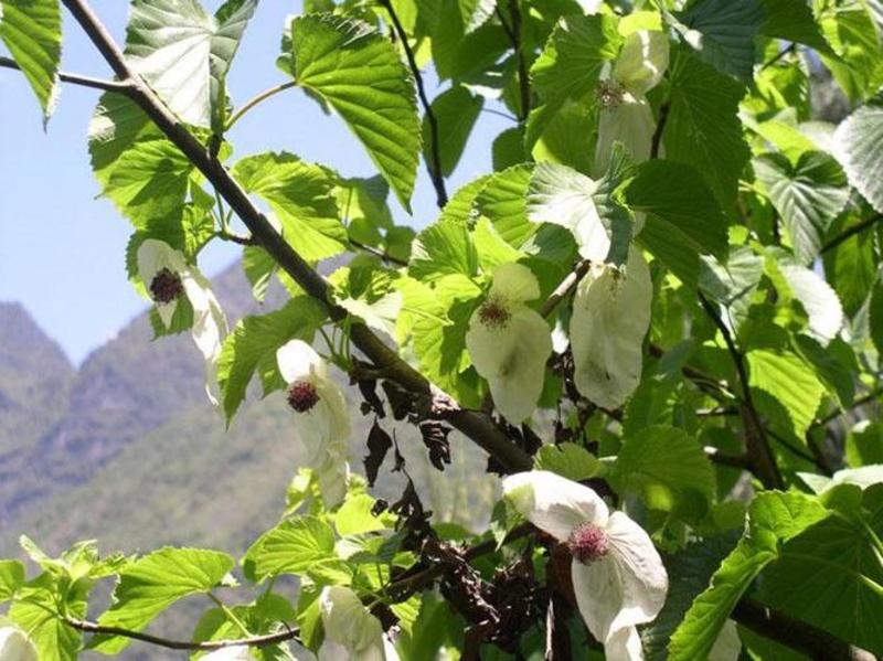 新品当年林木种子珙桐种子水梨子种子鸽子树鸽子花珍贵树种子