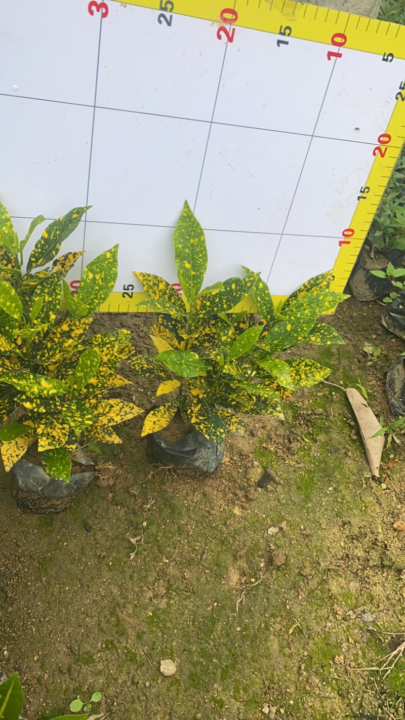海南洒金珊瑚袋苗现货