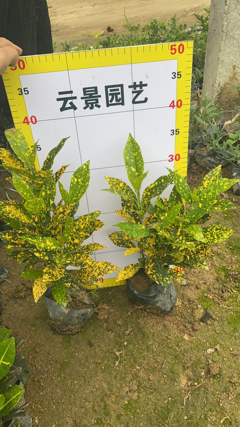 海南洒金珊瑚袋苗现货