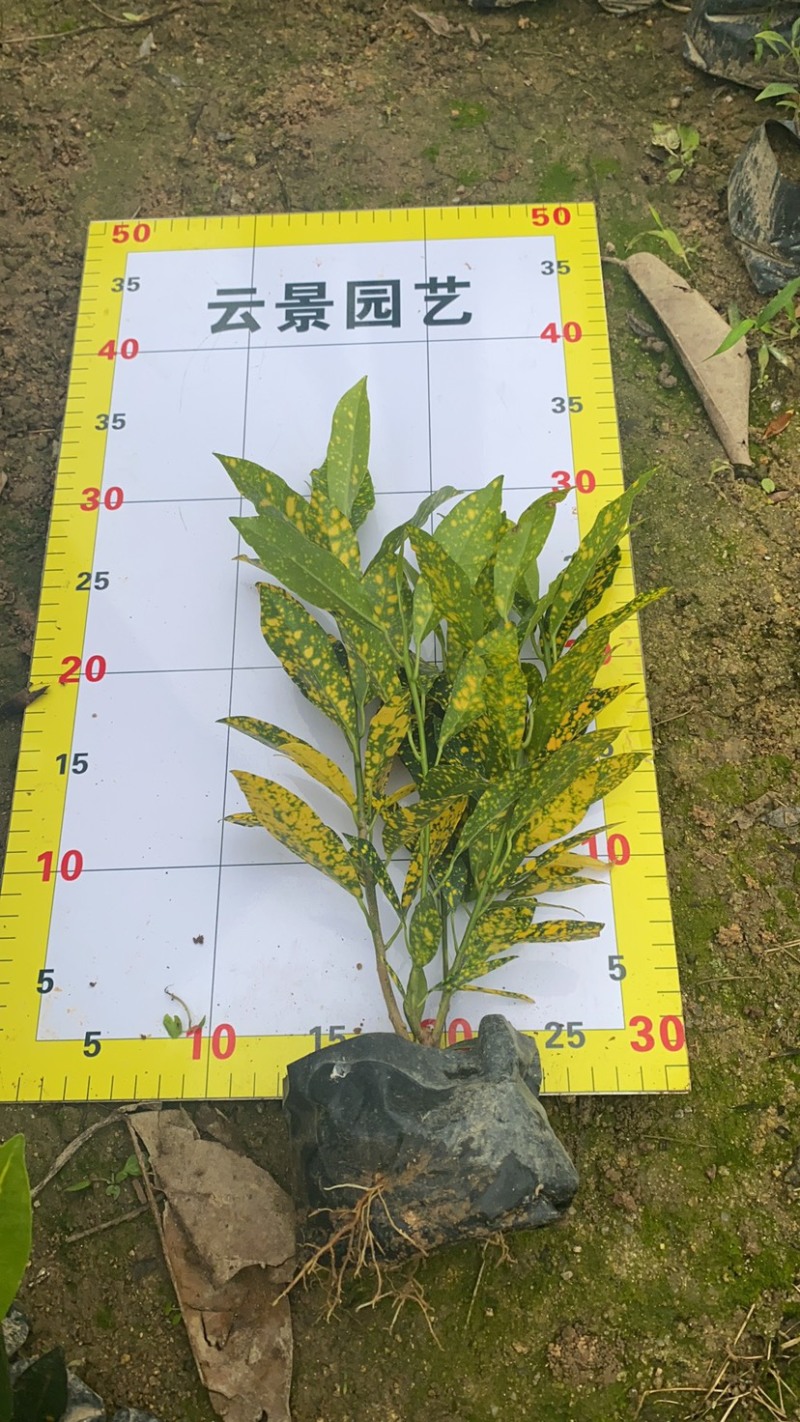 海南洒金珊瑚袋苗现货