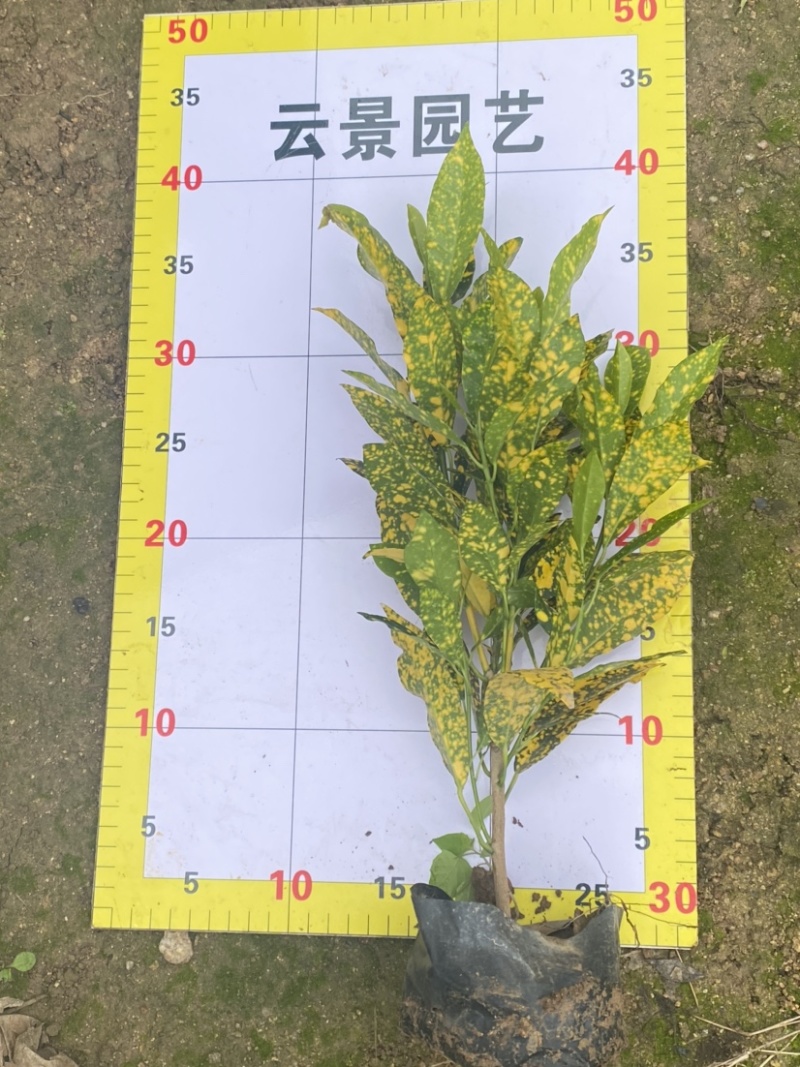 海南洒金珊瑚袋苗现货