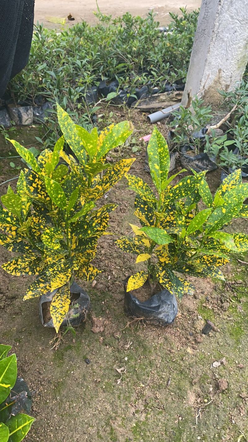 海南洒金珊瑚袋苗现货