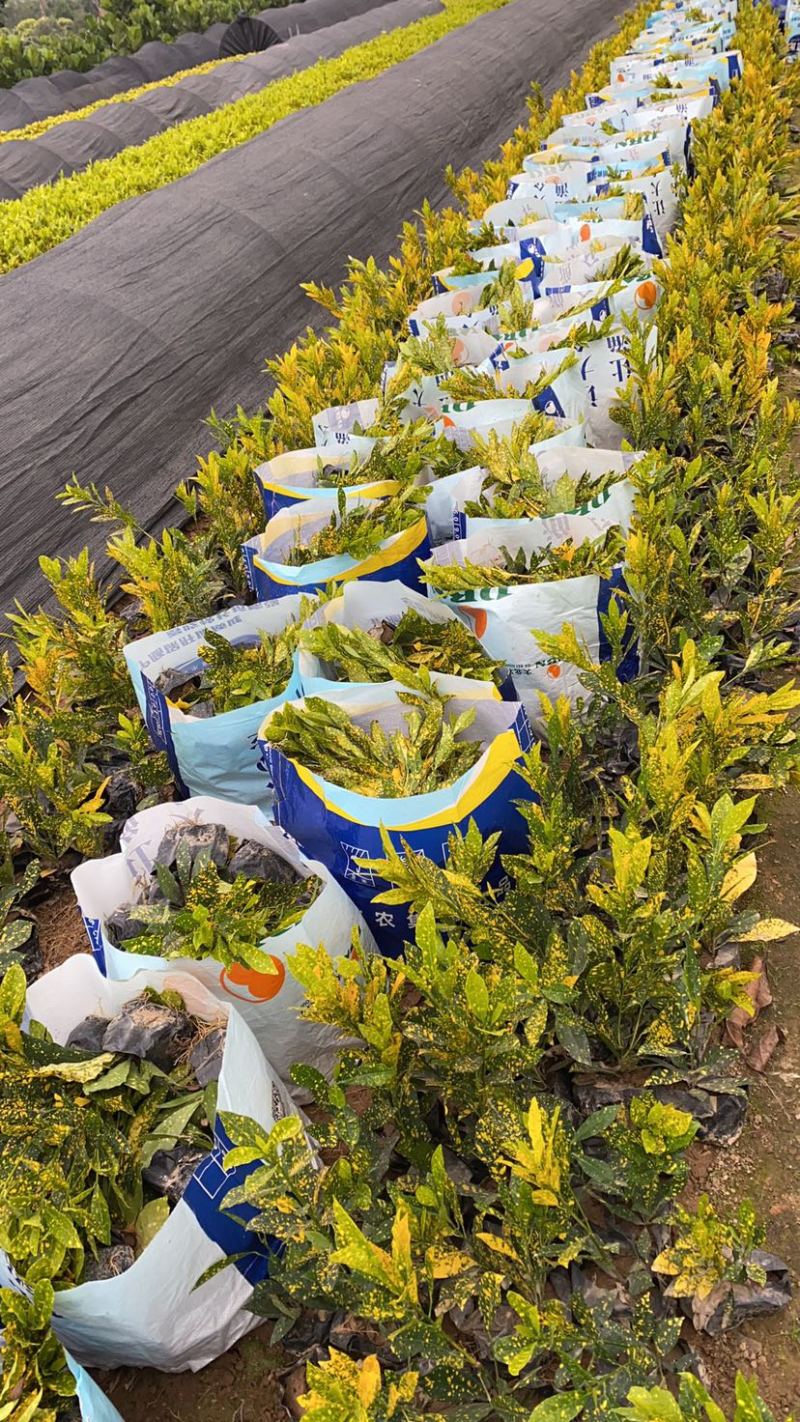 海南洒金珊瑚袋苗现货