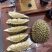 液氮金枕榴莲金枕巴掌电商供货液氮青尼液氮托曼尼都有现货