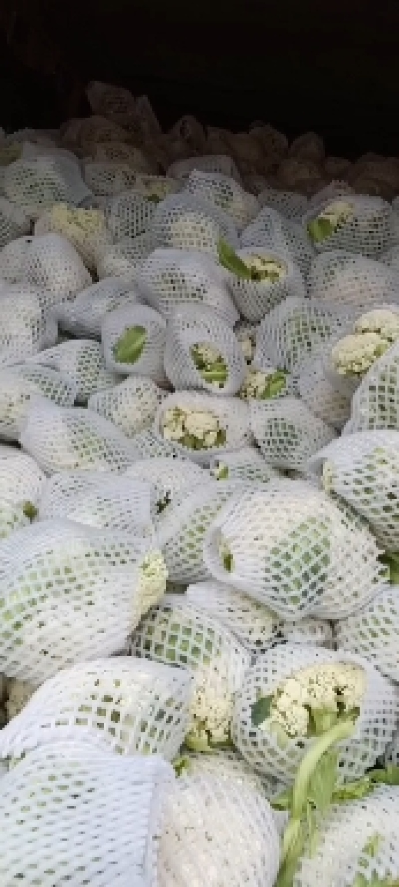 精品松花