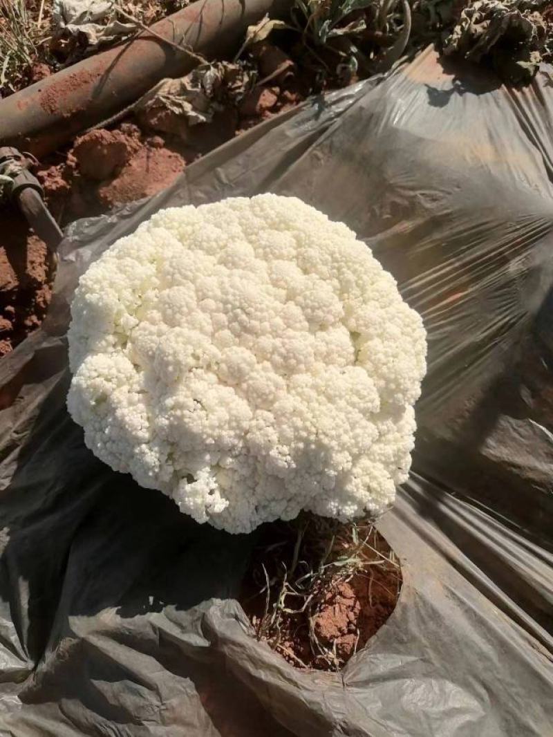 精品松花