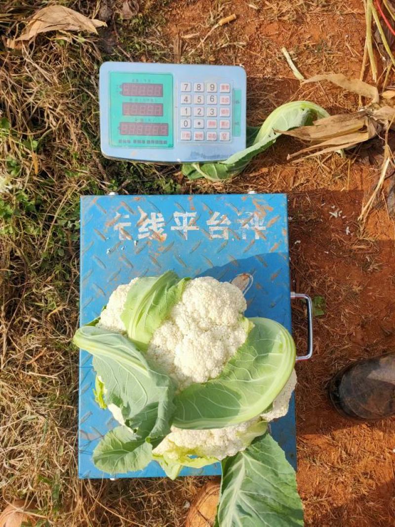 精品松花