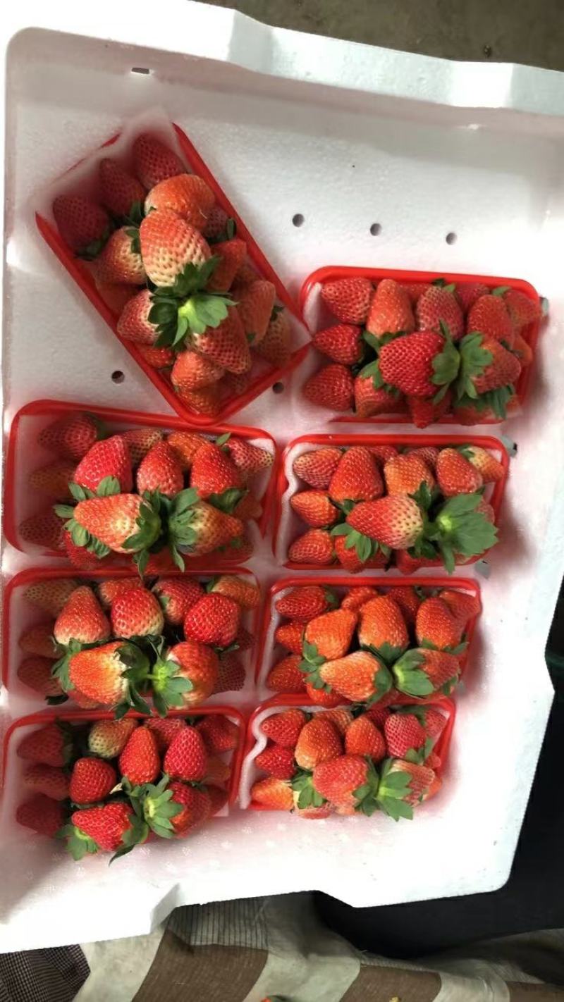 【四川草莓】精品奶油草莓大量上市中，现摘现发价格优惠