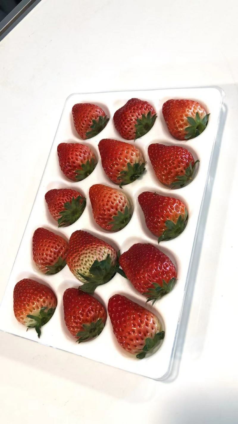 【四川草莓】精品奶油草莓大量上市中，现摘现发价格优惠