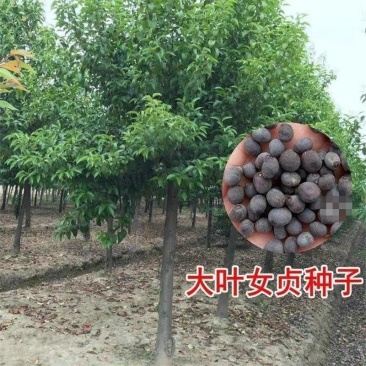 大叶女贞种子高杆女贞树种子香樟树籽四季常青树种子