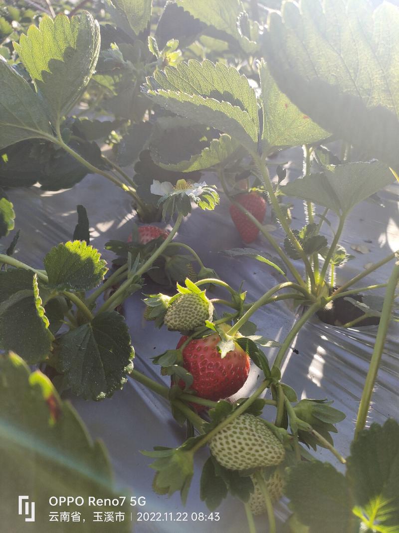 玉溪妙香草莓产地直供货源充足