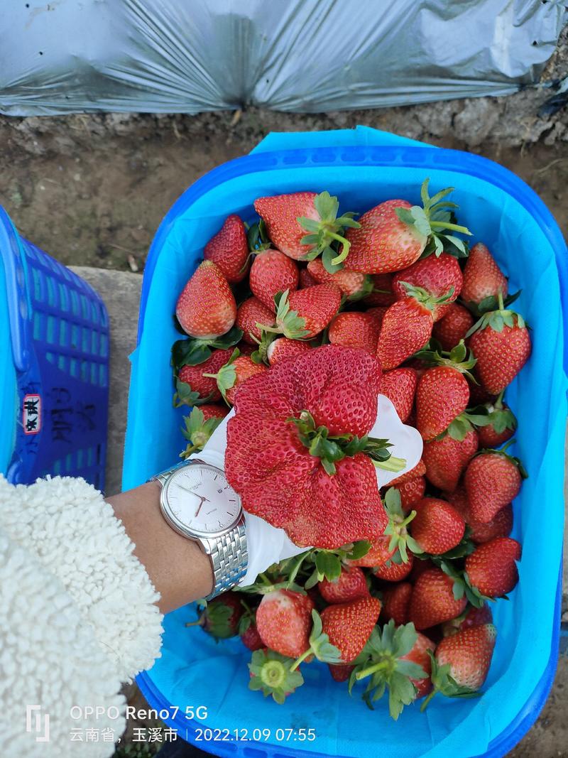 玉溪妙香草莓产地直供货源充足