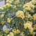 木香花苗爬藤植物庭院黄木香花苗带花苞四季开花红木香白木香