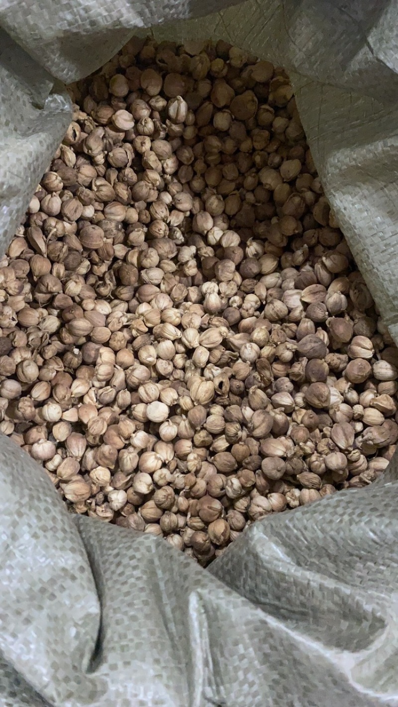中药材白豆蔻精品水洗无杂质现货供应一公斤起批