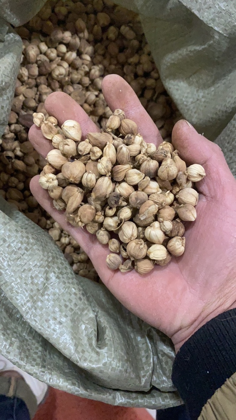 中药材白豆蔻精品水洗无杂质现货供应一公斤起批