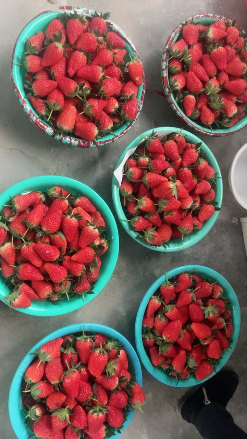 平度云山甜宝章姬草莓