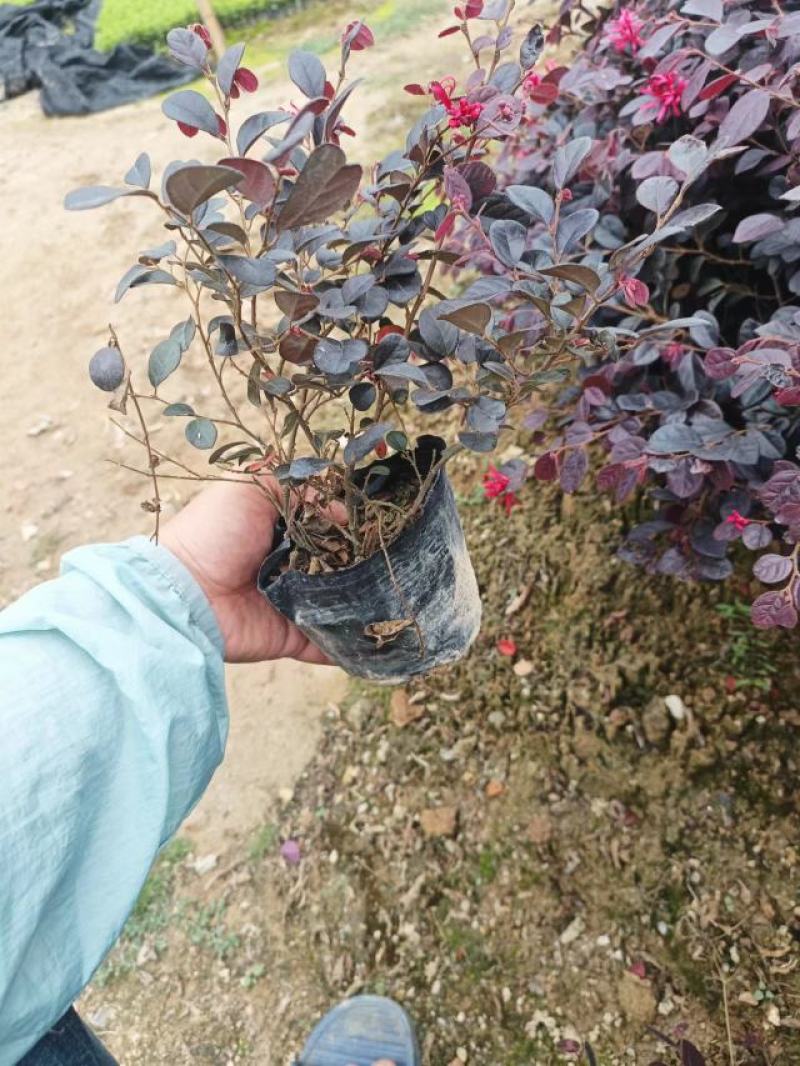 红花继木苗