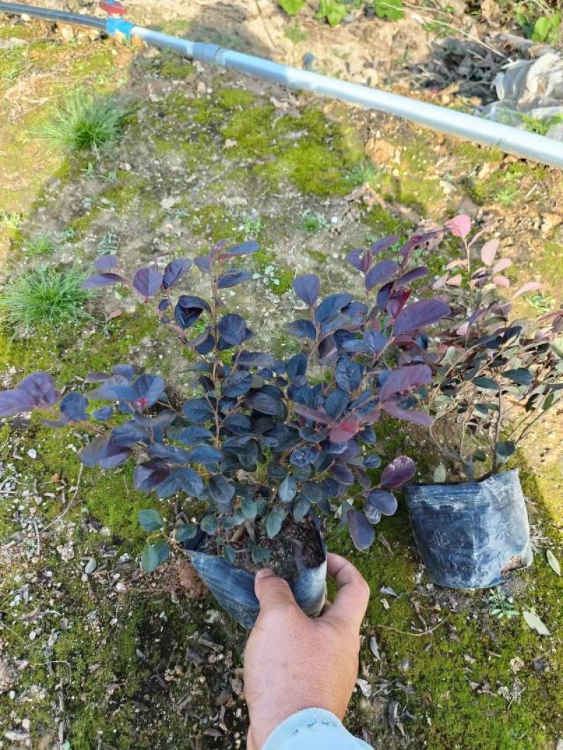 红花继木苗
