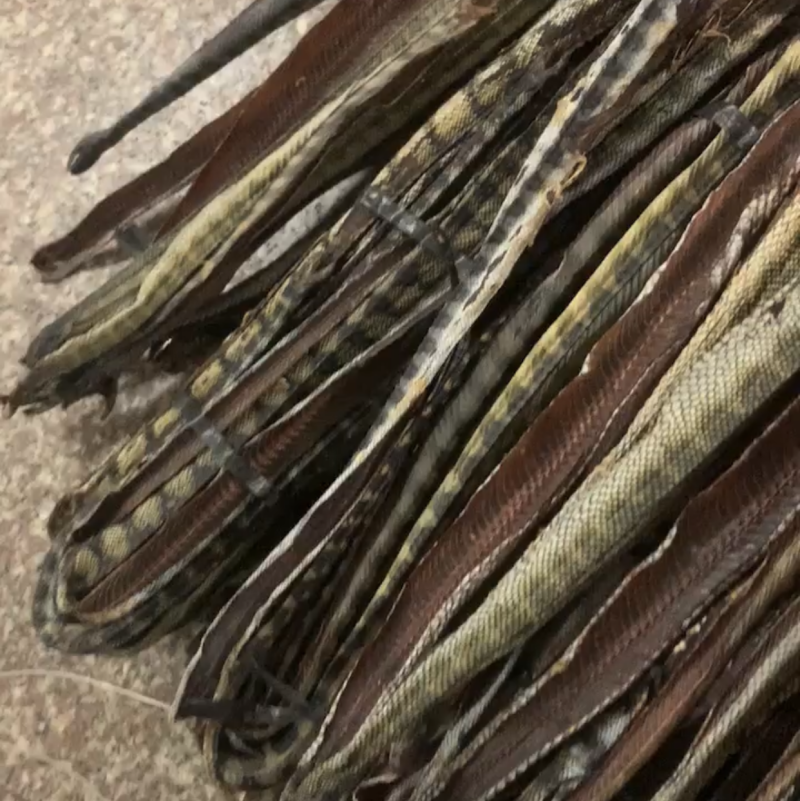 海蛇干