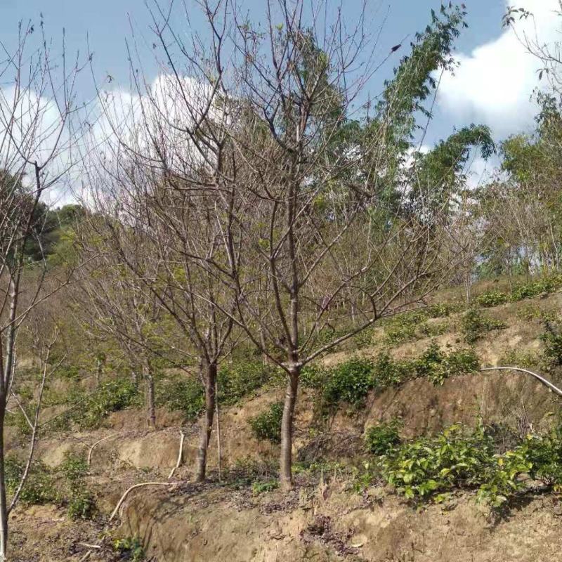 中国阿里山樱花产地直销