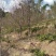 中国阿里山樱花产地直销