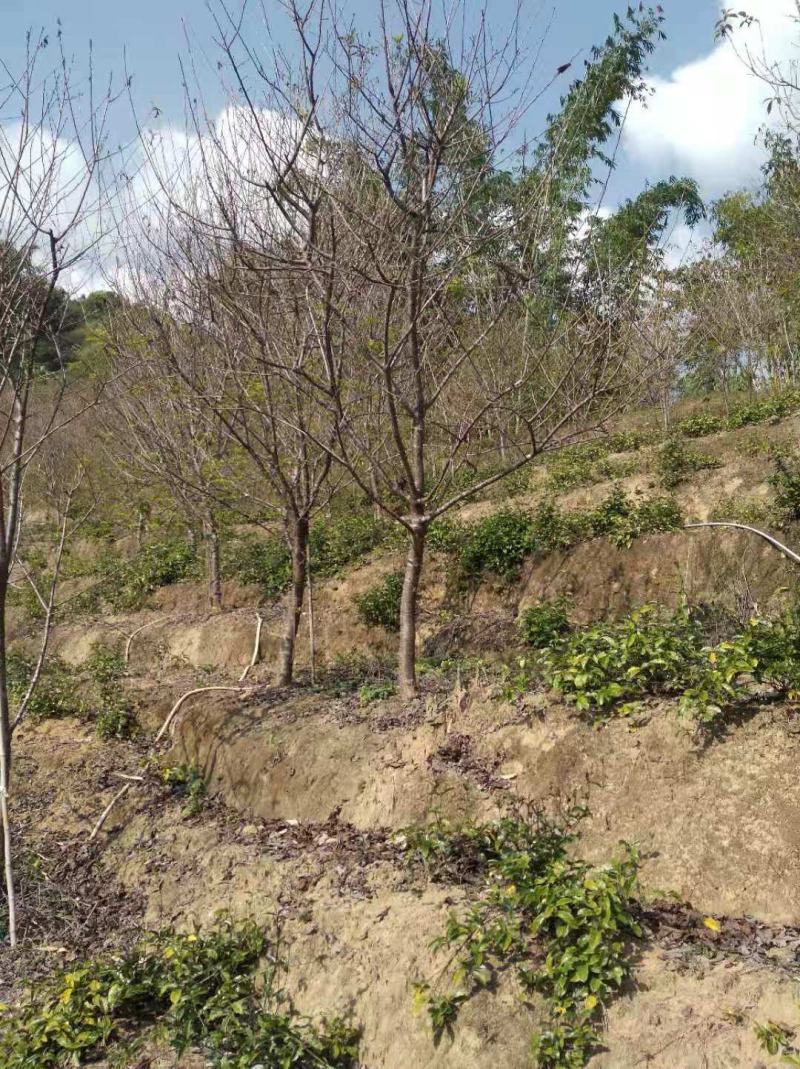 中国阿里山樱花产地直销